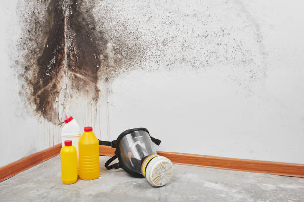 Best Local Mold Removal Service  in Madera Ranchos, CA