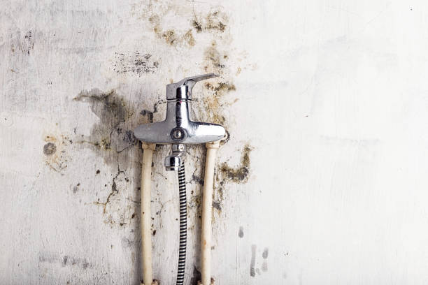 Best Mold Remediation Experts  in Madera Ranchos, CA