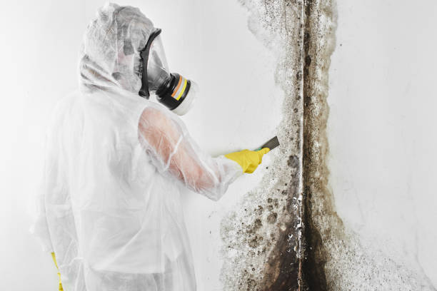Best Commercial Mold Removal  in Madera Ranchos, CA