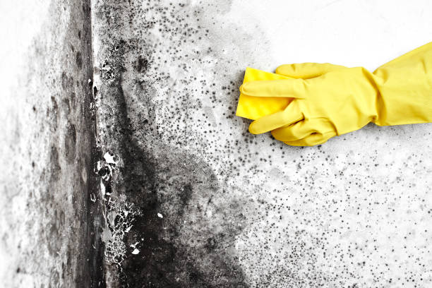 Mold Testing and Removal in Madera Ranchos, CA