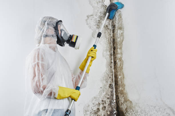 Best Mold Damage Repair  in Madera Ranchos, CA