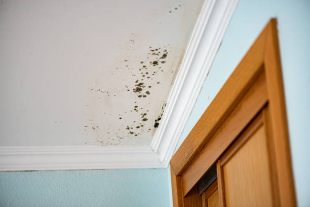 Professional Mold Removal in Madera Ranchos, CA