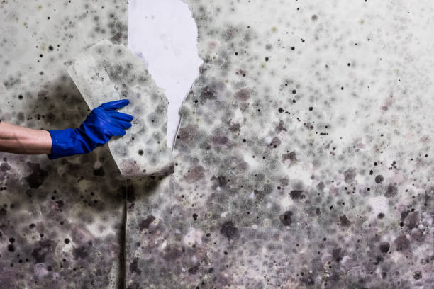 Best Attic Mold Removal  in Madera Ranchos, CA