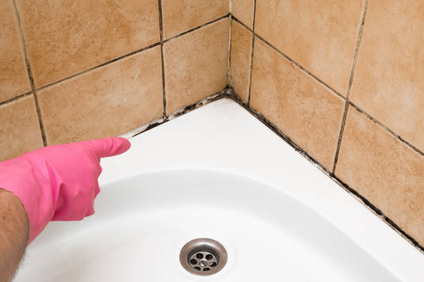 Best Office Mold Removal Services  in Madera Ranchos, CA